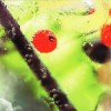 MARCEL DE VAN - MAGIC PEARLS - 