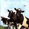 PINK FLOYD - ATOM HEART MOTHER - ���������