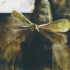 MADRIGAL - I DIE, YOU SOAR - ���������