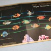 STEVIE WONDER - ORIGINAL MUSIQUARIUM I (j) - ���������