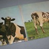 PINK FLOYD - ATOM HEART MOTHER (j) - 
