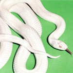 DEFTONES - PRIVATE MUSIC - ���������