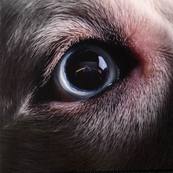 ROGER WATERS - THE DARK SIDE OF THE MOON REDUX - ���������