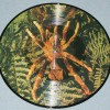 WEB - THERAPHOSA BLONDI (picture) - 